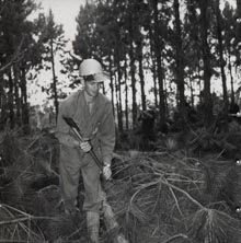 Forestry - Worker cutting down trees