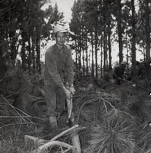 Forestry - Worker cutting down trees