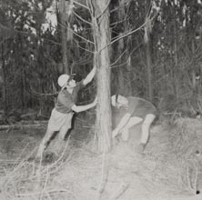 Forestry - Two workers cutting down trees