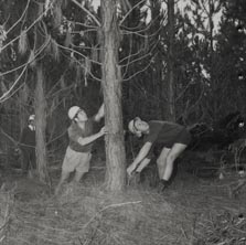 Forestry - Two workers cutting down trees