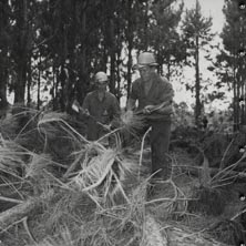 Forestry - Two workers cutting down trees