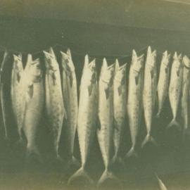 Mackerel caught in Deception Bay waters in the 1930s