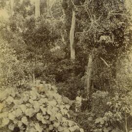 Dr Wigg in bushland at Dunwich