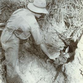 Crab-getting on the banks of Burpengary Creek, ca. 1895