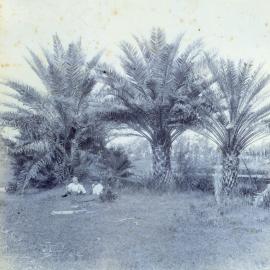 Date Palms at Burpengary