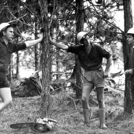 View of Slash Pine planted in 1960