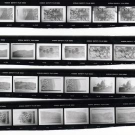 Proof Sheets from Tom Richards family photographs - Proof Sheet 2