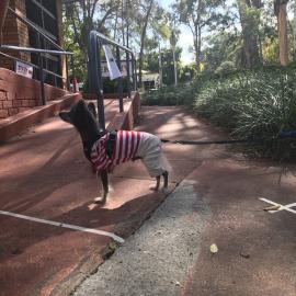 Deception Bay Library - Bayview Terrace Deception Bay - 16 May 2020 - reopening dog waiting in queue