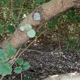 Fairy Way - 201 Esplanade S Deception Bay - 17 July 2020 - fairy house - 002