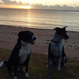 McCosker Street Kippa-Ring - 8 May 2020 - Sutton's Beach visit with dogs