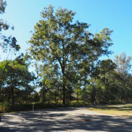 Tree - Gordons Crossing Road East, Joyner
