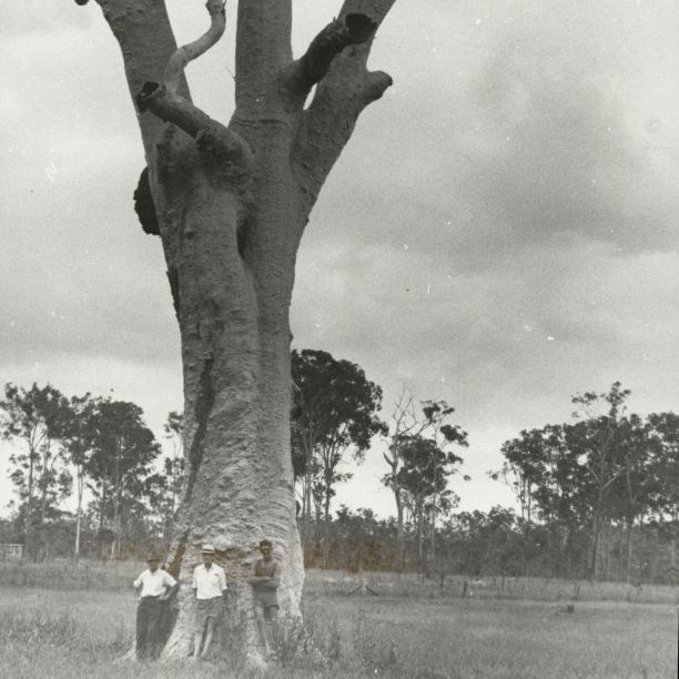 Dead tree at Burpengary after cutting away bark for a canoe