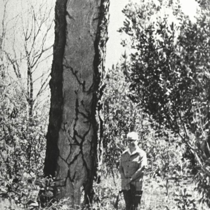 Canoe tree near roadside at Burpengary