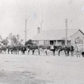 Mr Jack Hausmann (senior) with his bullock team in Caboolture