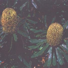 Caboolture Shire's Floral Emblem