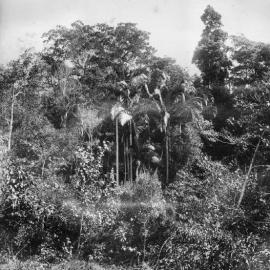 Palm trees along Burpengary Creek
