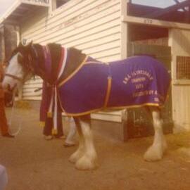 Champion Clydesdale wearing prize sash posthumously donated by Arthur Turmaine, ca. 1975