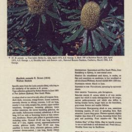 Caboolture Shire's Floral Emblem Description