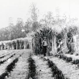 First sugar cane (cattle cane) grown on Gold's Flat in the Samsonvale district, 1905