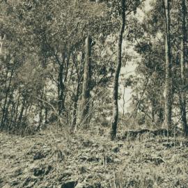 Scenes along the way from the Ferny Grove to Dayboro Train Walk 1994