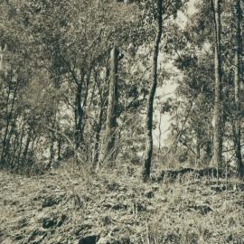 Scenes along the way from the Ferny Grove to Dayboro Train Walk 1994