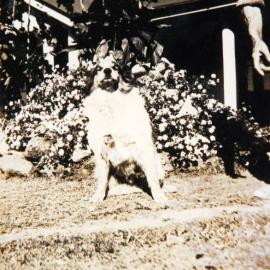 Dog in front of the England family's farmhouse, South Pine Road Brendale