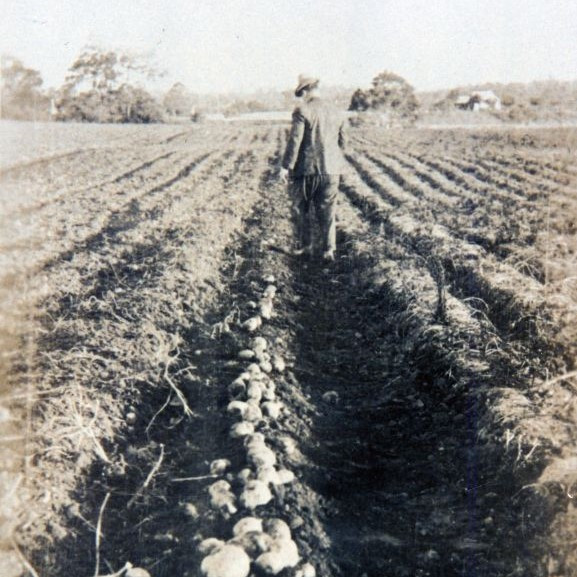 Potatoes on England's farm, South Pine Road Brendale