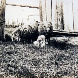 Sheep near the barn on England's farm, South Pine Road Brendale