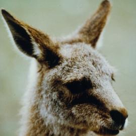 Wallaby at Alma Park Zoo, ca. 1990