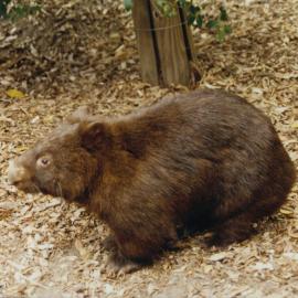 Wombat at Alma Park Zoo, ca. 1990