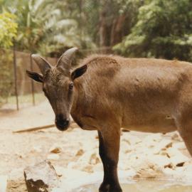 Wildlife at Alma Park Zoo, ca. 1990