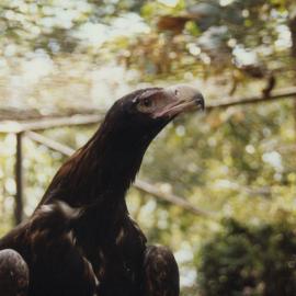 Wedge-tailed Eagle at Alma Park Zoo, ca. 1990