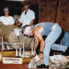 Man shearing a sheep