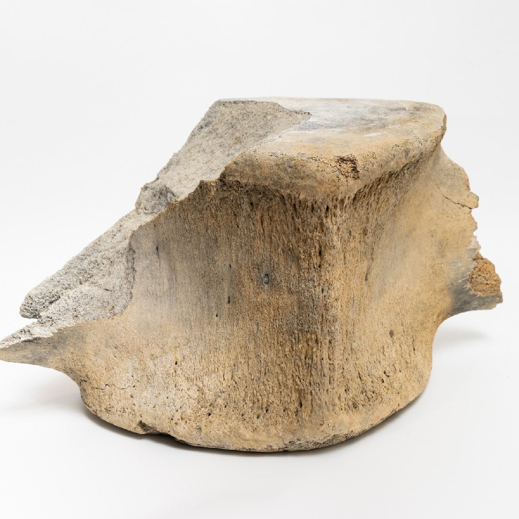Whale bones