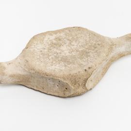 Whale vertebrae bone