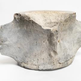 Whale bone