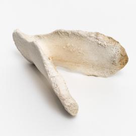 Whale bone - Southern right whale