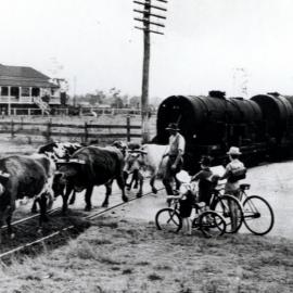 Bullock team hauling empty molasses tankers from the Normanby Distillery to the Strathpine Railway Station, ca. 1948