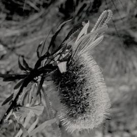 Banksia Flower - Bribie Island