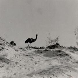 Emu on Beach - Bribie Island