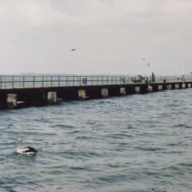 Pelicans at Woody Point