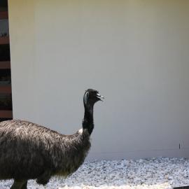 Eric Comes Calling at Pacific Harbour - 2010