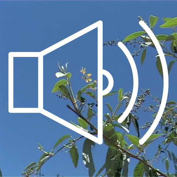 Yvonne CHAPMAN - Interviewed on 26 April 1995