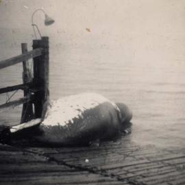 Tangalooma Whaling Station - 1