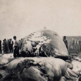 Tangalooma Whaling Station - 2