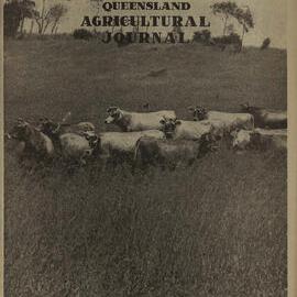 Queensland Agricultural Journal - November 1945