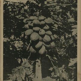 Queensland Agricultural Journal - May 1946
