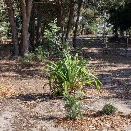 Bribie Island - Tree Planting by BIEPA
