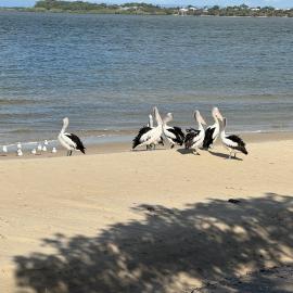 Bribie Island Pumicestone Passage - Pelicans Return
