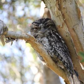 Bribie Frogmouth